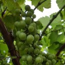 하바놀이학교어학원 이미지