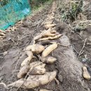 야콘 수확! ( 3년 전 가격 그대로 판매!!!) 이미지