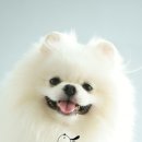솜사탕 Daum카페