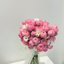플로피아 이미지