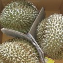 죽기전에 꼭 먹어봐야할 식품 과일의 황제 생두리안 5통만 한정판매합니다 이미지