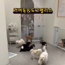 팰리스 독 이미지