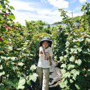 싱싱농원 | 울산 아이와 가볼만한곳 서울산농원, 싱싱한 산딸기 따기 체험 솔직후기(또간집)