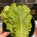 인계동 인계박스 | 수원 인계동 맛집 가성비 최고 고기집 꾸석지돌판구이 수원인계점 리뷰