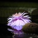 크루지아나 이미지