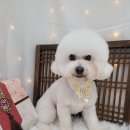 동그란 멍멍이 이미지