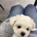 청주강아지분양 애견입양 애견미용 바른펫 이미지