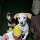 용문산그린펜션 이미지