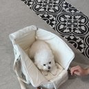 개 in 살롱 이미지