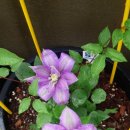 클레마티스 이미지