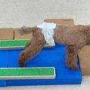 마마스미독펜트하우스 광주애견유치원&애견호텔 본점 이미지