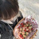 재기농장 | 경기도 화성 딸기따기 체험 |더나은딸기 |경기도 근교 딸기농장 🍓