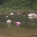 살구정이 이미지