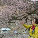 순천향매실마을 이미지