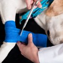 도곡 치유 동물병원 이미지