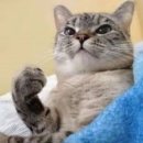 세리 | [아야카시고항] 세리가노 마나츠 후기