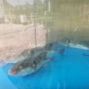 유성복집동학사점 이미지