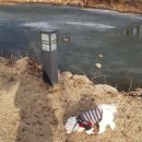 도그 인 시티 이미지