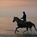 비파나무집 이미지