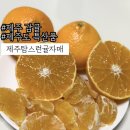 제주탐스런귤자매