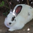 토끼