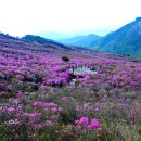 비슬산 산행안내 [진달래 산행] 참꽃 이미지