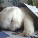 꽃님이네 이미지