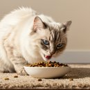 키튼히얼 고양이분양 김포본점 이미지