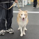 엔젤짐 반려견 아카데미 이미지