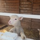 늘봄목장 | ​[제주 애월 가볼만한곳] 아이와 함께, 연인과 함께! '제주양떼목장' 당근 먹이주기 체험 총정리