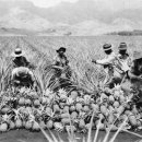 바울농장2 이미지