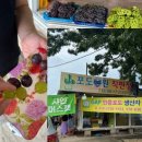 산포도원 | 진천 산포도원 샤인머스켓 충북 포도 농장 직판장 추석 명절 선물 추천