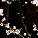 제주야 표선 이미지