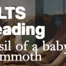 IELTS Reading Passage 048 - fossil of a baby mammoth 이미지