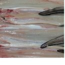 고기마루 이미지