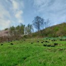 자연애흑염소팜 이미지