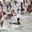 오리 날다 이미지