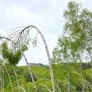 자작나무 숲 이미지