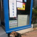 멍뭉이 이미지