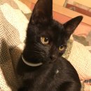 누렁이도 찰스로 애견샵 이미지