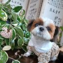 소리야네집 이미지