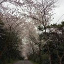 동쪽 숨은 벚꽃명소 신풍리 벚꽃길 이미지