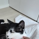 하남동물병원 | 남양주 나루동물병원 항문낭염 진료 후기🐾