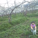 사슴이랑 배랑 농원 이미지