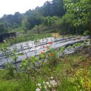 안정농장 이미지