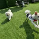 어정동물병원 이미지