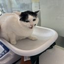 고대영동물병원 이미지