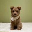 에코동물병원 이미지