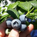 용신농장 이미지