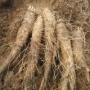 더덕이네 이미지